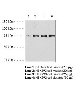 Cayman Srebp-2 Blocking Peptide; Size- 1 Ea