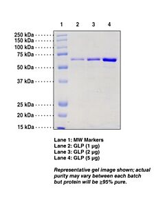 Cayman G9a-Like Protein (Human Recombinant); Purity- Greater Than