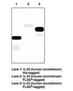 Cayman Interleukin-33 Monoclonal Antibody (Clone Il33026b); Size-