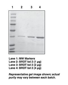 Cayman Brdt Bromodomain 2 (Human Recombinant); Purity- Greater Th