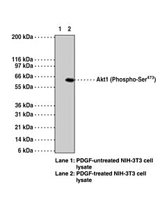 Cayman Akt1 (Phospho-Ser473) Monoclonal Antibody (Clone 104a282)