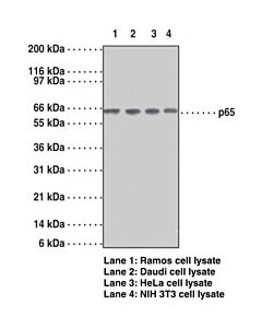 Cayman Nf-B (P65) Monoclonal Antibody (Clone 112a1021); Size- 1 E