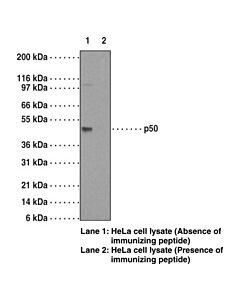 Cayman Nf-B (P50) Monoclonal Antibody (Clone 2j10d7); Size- 1 Ea