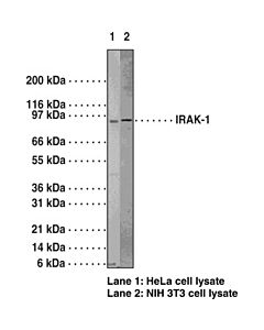 Cayman Irak-1 Polyclonal Antibody; Size- 1 Ea