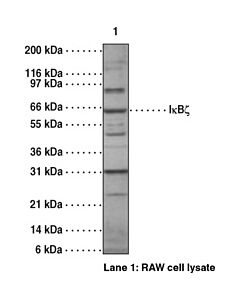Cayman Ib Polyclonal Antibody; Size- 1 Ea