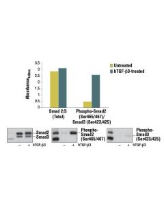 Cell Signaling PathScan Total Smad2/3 Sa; CSIG-12000C