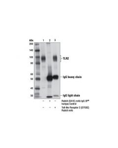 Cell Signaling Toll-like Receptor 2 (D7G; CSIG-12276T