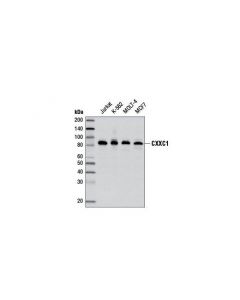 Cell Signaling Cxxc1 Antibody