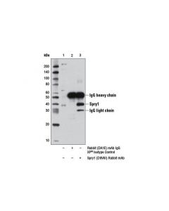 Cell Signaling Spry1 (D9v6i) Rabbit mAb