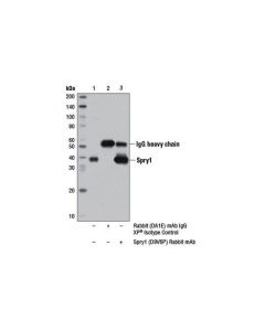 Cell Signaling Spry1 (D9v6p) Rabbit mAb