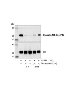 Cell Signaling Px-866