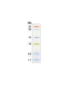 Cell Signaling Color-coded Prestained Protein;CSIG-13070P