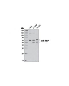 Cell Signaling MT1-MMP (D1E4) Rabbit mAb; CSIG-13130S