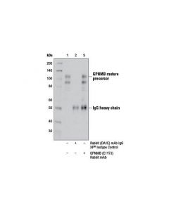 Cell Signaling GPNMB (E1Y7J) Rabbit mAb ; CSIG-13251S