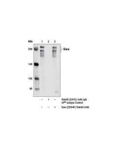 Cell Signaling Sara (D5X4F) Rabbit mAb -; CSIG-13285S