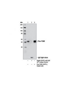 Cell Signaling Pan-Tead (D3f7l) Rabbit mAb
