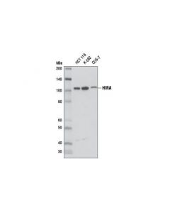 Cell Signaling HIRA (D2A5E) Rabbit mAb -; CSIG-13307S