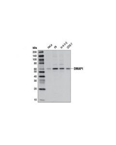 Cell Signaling DMAP1 Antibody - CSIG (Ad; CSIG-13326S