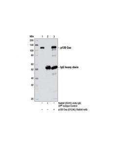 Cell Signaling p130 Cas (E1L9G) Rabbit m; CSIG-13383S
