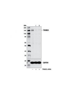 Cell Signaling TRIM33 (E1N2Z) Rabbit mAb; CSIG-13387S
