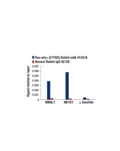 Cell Signaling Rev-Erbalpha (E1Y6D) Rabb; CSIG-13418S