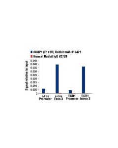 Cell Signaling SSRP1 (E1Y8D) Rabbit mAb ; CSIG-13421S