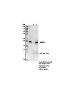 Cell Signaling DNMT3L (E1Y7Q) Rabbit mAb; CSIG-13451S