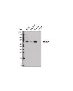 Cell Signaling Med26 Antibody