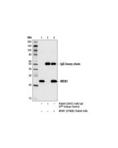 Cell Signaling MOB1 (E1N9D) Rabbit mAb -; CSIG-13730S