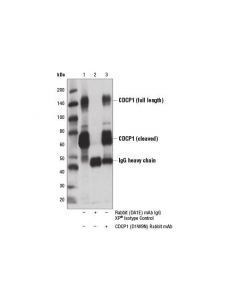 Cell Signaling CDCP1 (D1W9N) Rabbit mAb ; CSIG-13794S