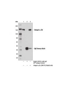 Cell Signaling Integrin alpha2b (D8V7H) ; CSIG-13807S