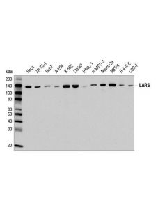 Cell Signaling Lars Antibody
