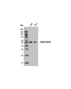 Cell Signaling Syap1/Bsta Antibodyi