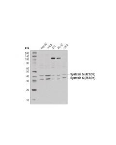 Cell Signaling Syntaxin 5 Antibody