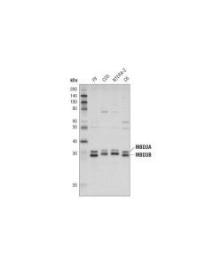 Cell Signaling Mbd3 (N87) Antibody