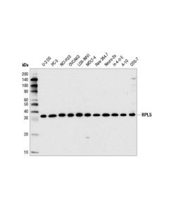Cell Signaling Rpl5 Antibody