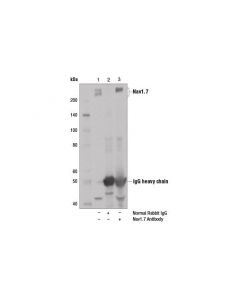 Cell Signaling Nav1.7 Antibody