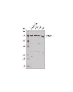 Cell Signaling Pik3r4 Antibody