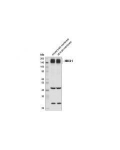 Cell Signaling Nkcc1 Antibody (Rodent Sp