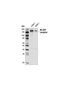 Cell Signaling Csf-1r/M-Csf-R (E7s2s) Ra
