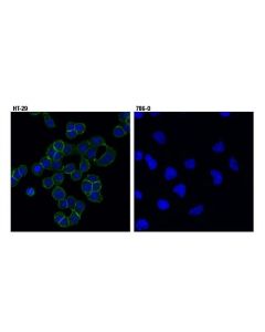 Cell Signaling Ephb4 (D1c7n) Rabbit mAb