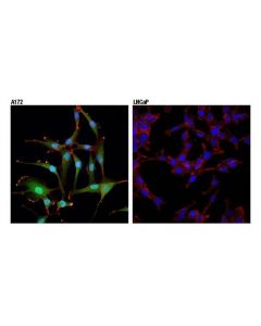 Cell Signaling Akt3 (E1z3w) Rabbit mAb