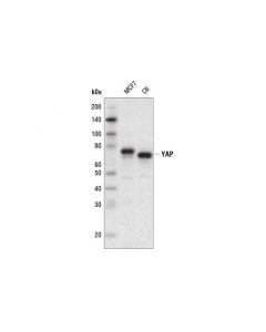 Cell Signaling Yap (D8h1x) Xp  Rabbit mAb (Hrp Conjugate)