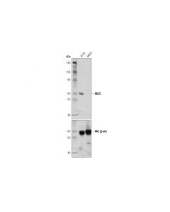 Cell Signaling Akt3 (E1z3t) Rabbit mAb