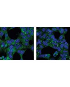 Cell Signaling Atg12 Antibody (Human Spe; CSIG-2010T
