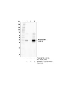 Cell Signaling Phospho-Lat (Tyr220) (E3s5l) Rabbit mAb