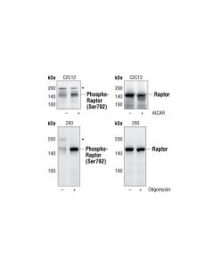 Cell Signaling Phospho-Raptor (Ser792) A
