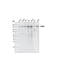 Cell Signaling Raptor (24c12) Rabbit mAb