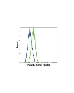 Cell Signaling Phospho-HSP27 (Ser82) Ant; CSIG-2406T