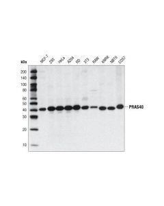 Cell Signaling Pras40 Antibody